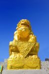 Chinese Golden Lion Statue Stock Photo