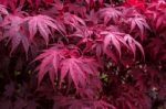 Autumnal Colours  Of An Acer Tree In East Grinstead Stock Photo