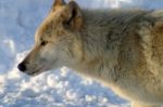 A White Wolf In The Snow Stock Photo