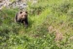 Brown Bear In Asturian Lands Stock Photo