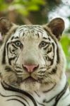 White Bengal Tiger Stock Photo