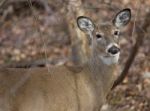 Beautiful Deer Is Looking Straight To Camera Stock Photo