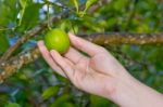 Hand Holding Lemon From Tree Branch Stock Photo