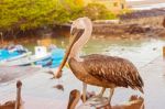 Brown Pelican In The Galapagos Stock Photo