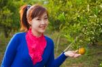 Gardener Girl In Orange Garden, North Of  Thailand Stock Photo