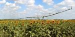 Field Of Sunflowers Stock Photo