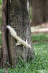 White Squirrel Stock Photo