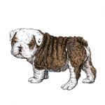 Bulldog Puppy Stock Photo