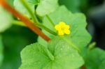 After Flowering Is Developing A Small Stock Photo