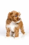 Havanese Puppy Stock Photo