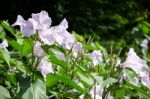 Morning Glory Flower Stock Photo