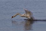 Beautiful Photo With A Powerful Swan's Take Off Stock Photo