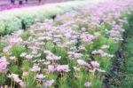 Planting Of Cosmos Flowers Stock Photo