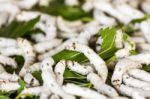 Silkworm Eating Mulberry Green Leaf Stock Photo