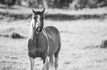 Horse In The Paddock Stock Photo