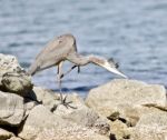 Beautiful Isolated Image With A Funny Great Heron Cleaning His Feathers On A Rock Shore Stock Photo