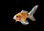 Gold Fish Isolated On Black Stock Photo