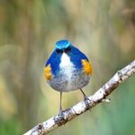 Male Himalayan Bluetail Stock Photo