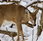 Beautiful Isolated Picture With A Wild Deer In The Snowy Forest Stock Photo