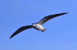 Gull, Seagull Stock Photo