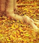 Autumn Leaves Under Big Tree Stock Photo