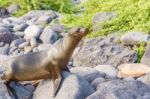 Sea Lion In Galapagos Islands Stock Photo