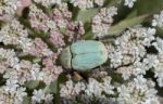 Green Rose Chafer (cetonia Aurata) Beetle Stock Photo