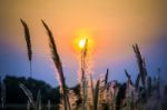 Wild Grasses In Sunset Time Stock Photo