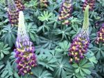 Lupines Flowers In The Garden Stock Photo