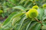 Chestnut (castanea Fruits) Stock Photo