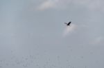 White-tailed Eagle (haliaeetus Albicilla) In The Danube Delta Stock Photo