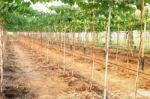 Side Of Row Green Grape Farm Under Plastic Cover Greenhouse Stock Photo