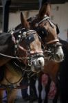 Two Horses Playing Stock Photo