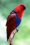 Eclectus Parrot Stock Photo