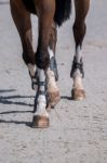 Horse Legs On Dirt Stock Photo