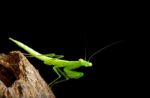 Praying Mantis Stock Photo