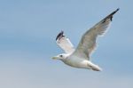 White Seagull In Flight Stock Photo