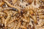 Meal Worms Bird Food Stock Photo