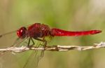 Scarlet Darter (crocothemis Erythraea) Stock Photo