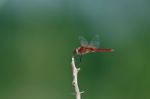 Red Dragonfly Stock Photo