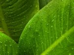 Green Leaf Background Stock Photo