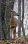 Photo Of The Deer Looking At Something Stock Photo