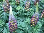 Lupines Flowers In The Garden Stock Photo