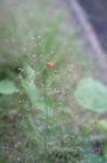 Nature Background With Grass Stock Photo