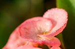 Poi Sian Flowers, Pink Poi Sian Flowers In The Garden Stock Photo