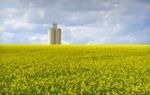 Rapeseed Field With Storage Silos Stock Photo