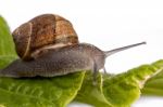 Snail On White Stock Photo