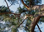 Cedar Tree Bathed In Sunshine In East Grinstead Stock Photo