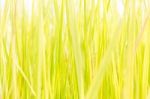 Green Grass Background Texture. Element Of Design Stock Photo