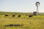 Country Cows Stock Photo